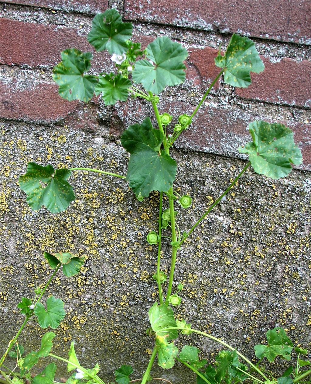 Malva neglecta (door Bert Verbruggen)