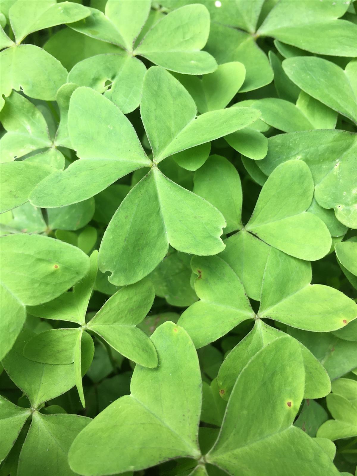 Oxalis latifolia (door Reinder de Boer)