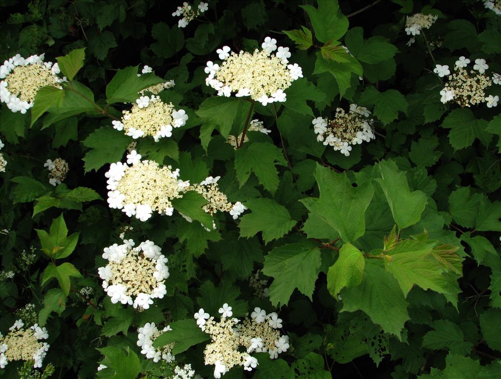 Viburnum opulus (door Bert Verbruggen)