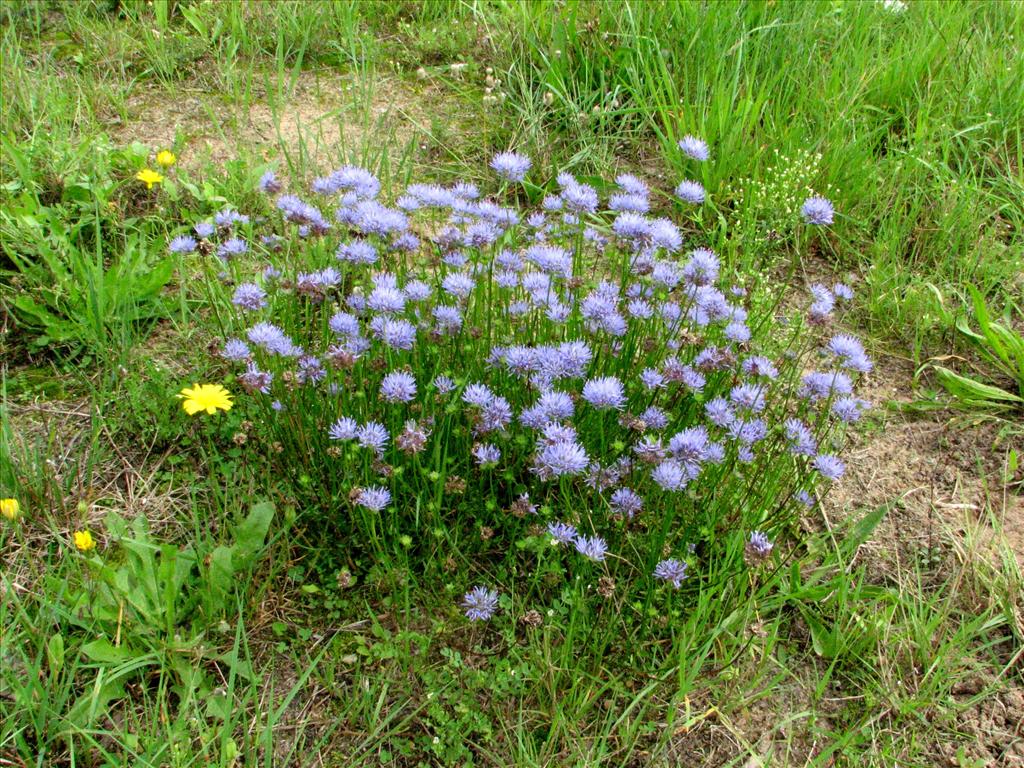 Jasione montana (door Bert Verbruggen)