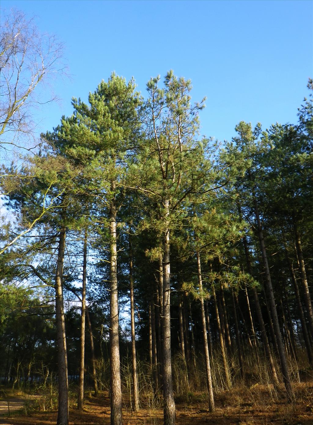 Pinus nigra subsp. laricio (door Arie van den Bremer)