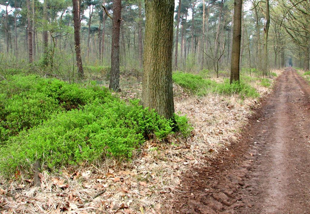 Vaccinium myrtillus (door Bert Verbruggen)