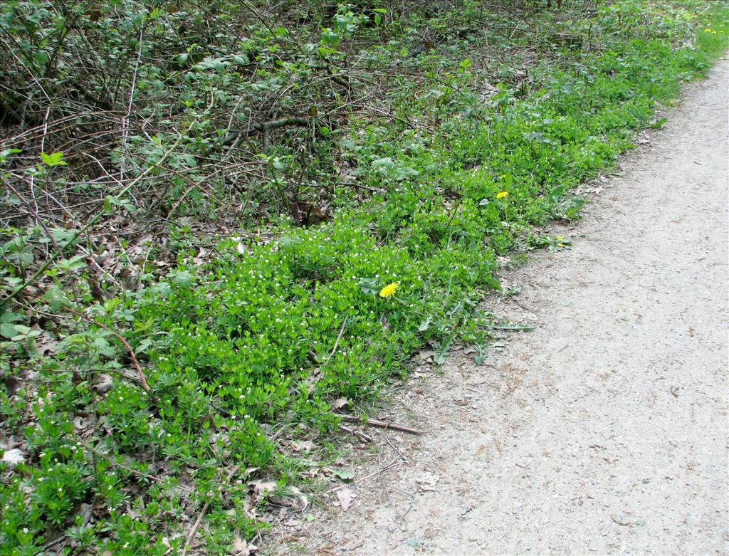 Galium odoratum (door Bert Verbruggen)