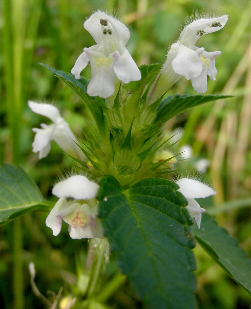 Galeopsis tetrahit (door Bert Verbruggen)