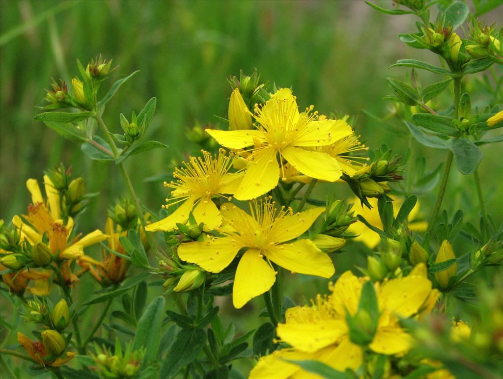 Hypericum perforatum (door Bert Verbruggen)