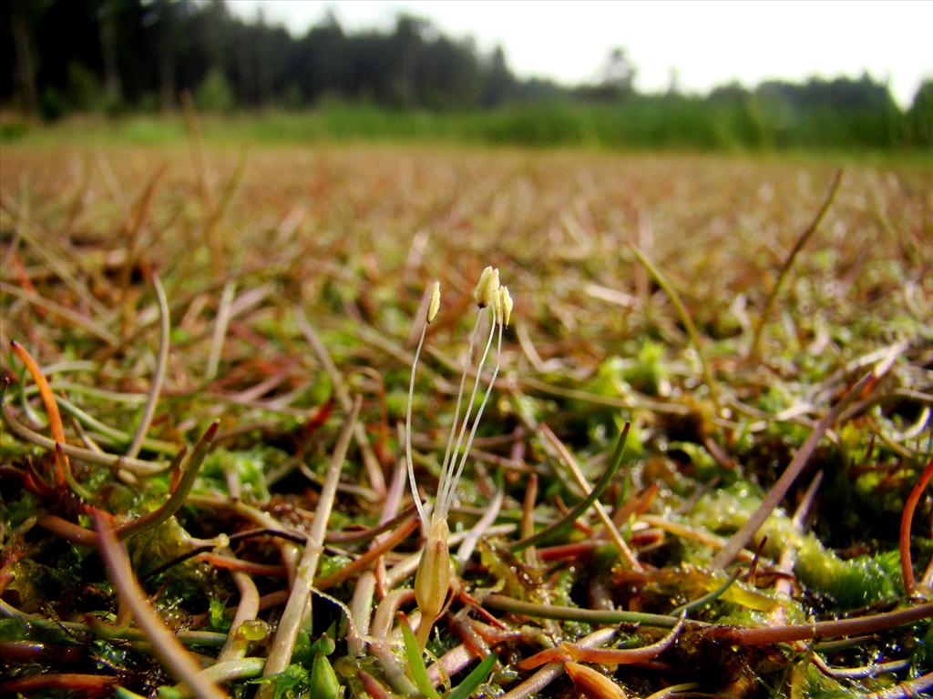 Littorella uniflora (door Joop Verburg)