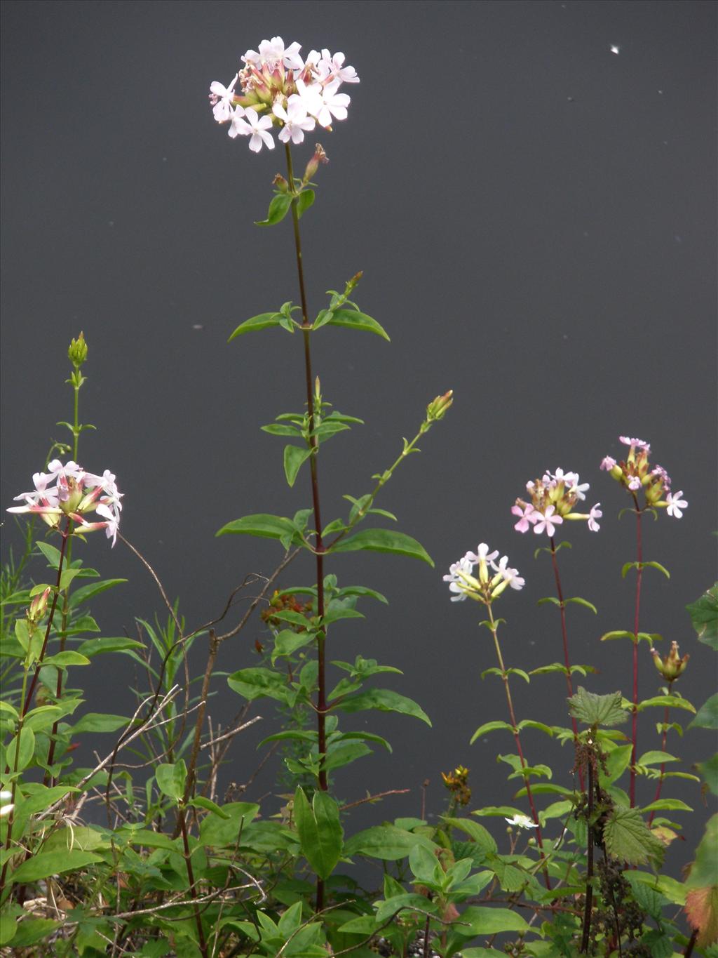 Saponaria officinalis (door Bert Verbruggen)