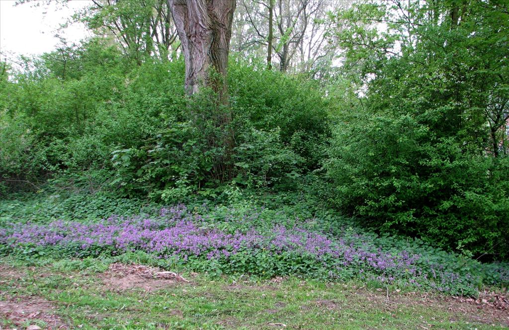 Lamium maculatum s.s. (door Bert Verbruggen)