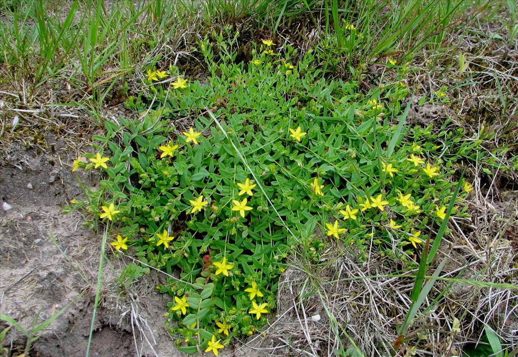 Hypericum humifusum (door Bert Verbruggen)