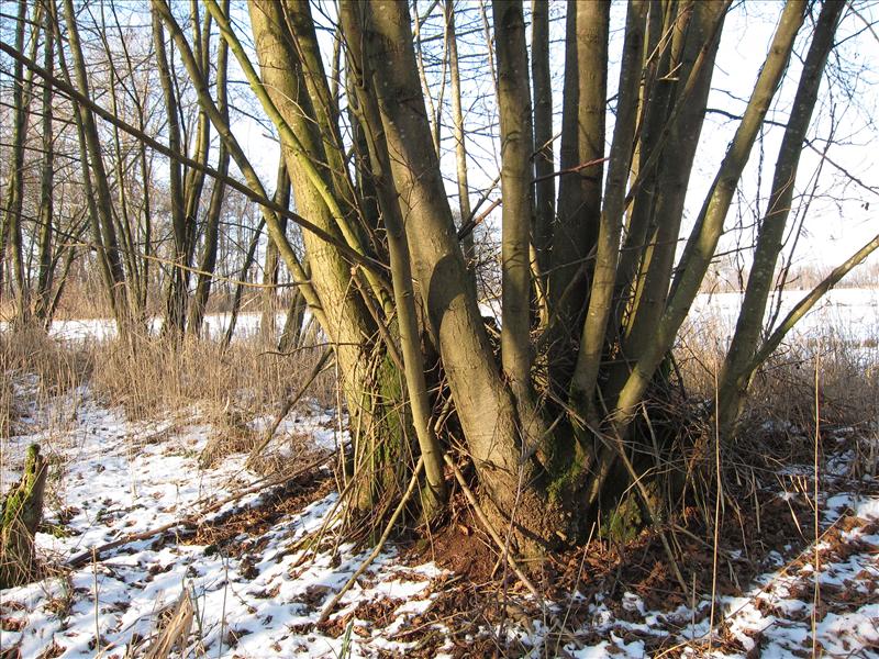 Alnus glutinosa (door Piet Bremer )