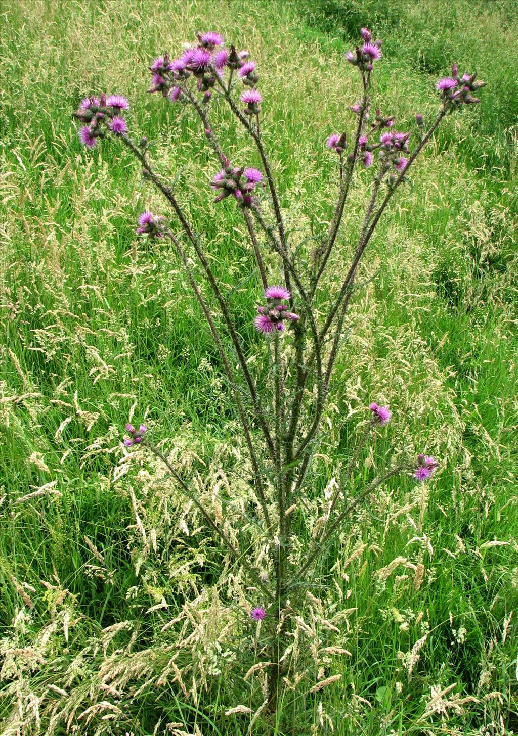 Cirsium palustre (door Bert Verbruggen)