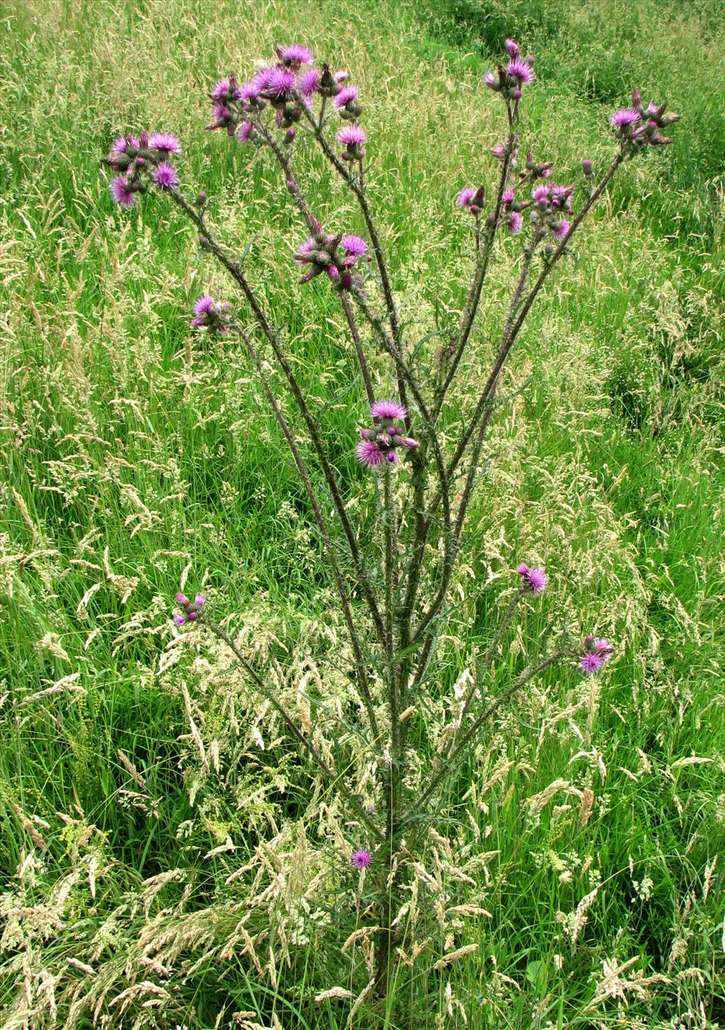 Cirsium palustre (door Bert Verbruggen)