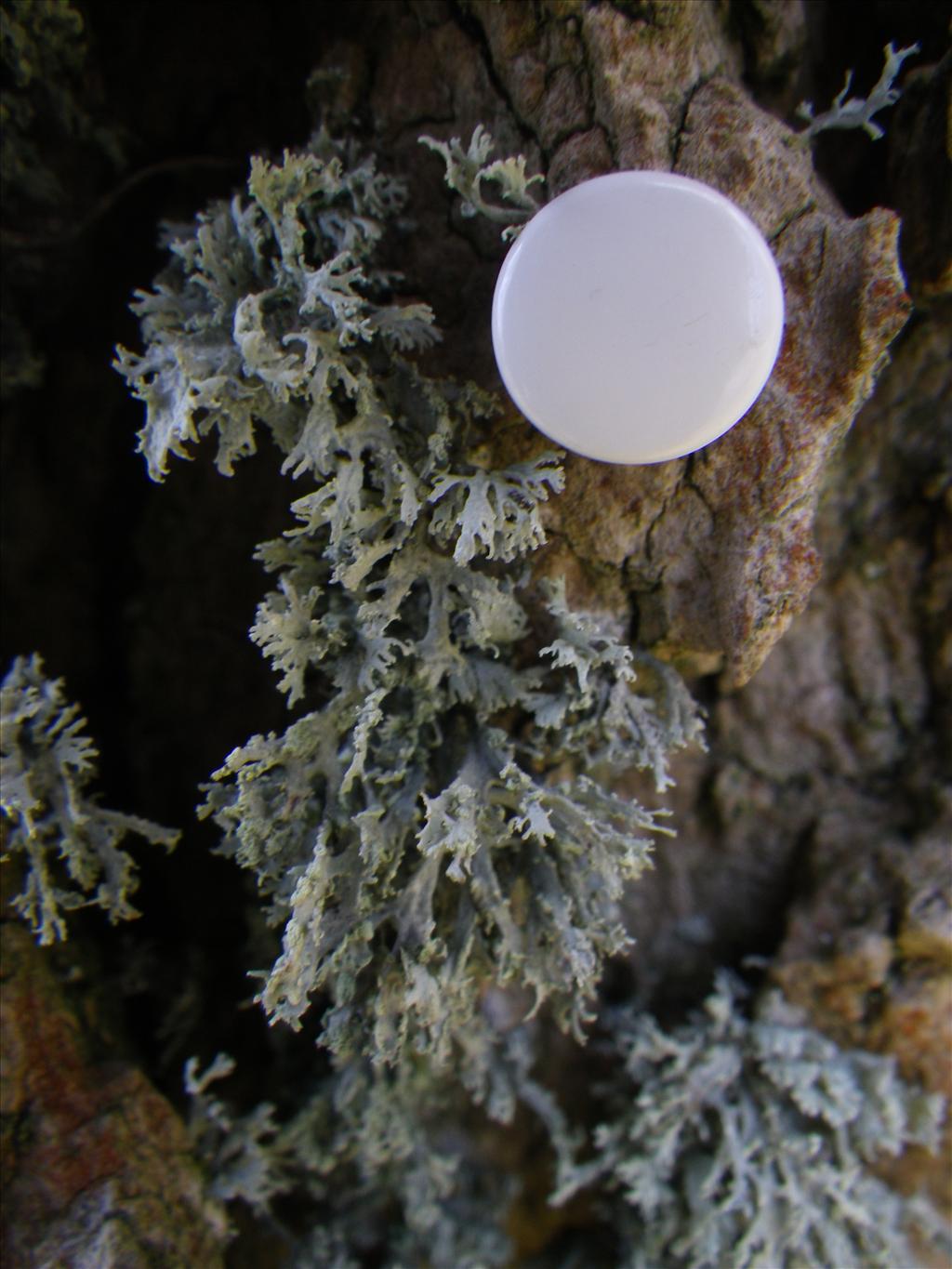 Ramalina pollinaria (door Arie van den Bremer)