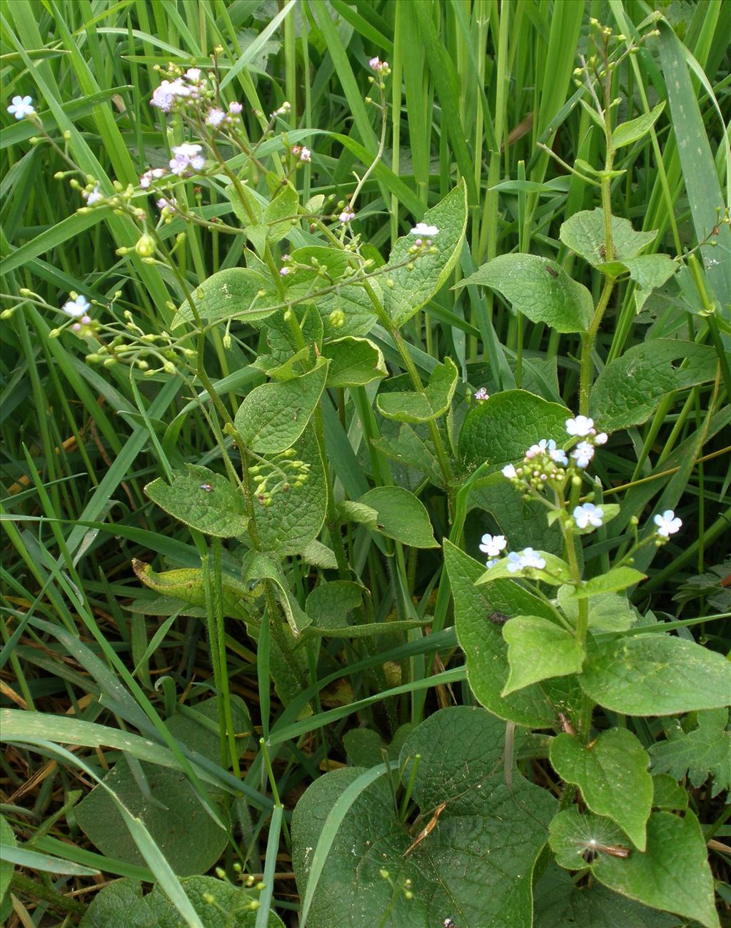 Brunnera macrophylla (door Bert Verbruggen)