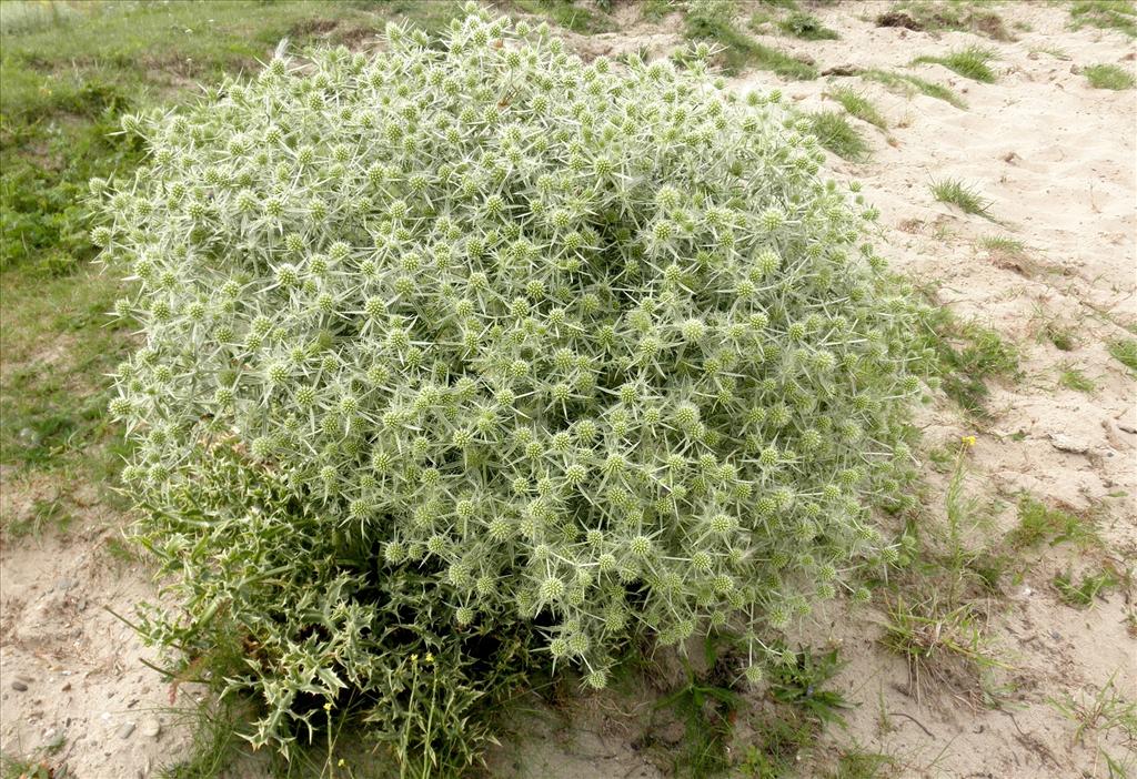 Eryngium campestre (door Bert Verbruggen)