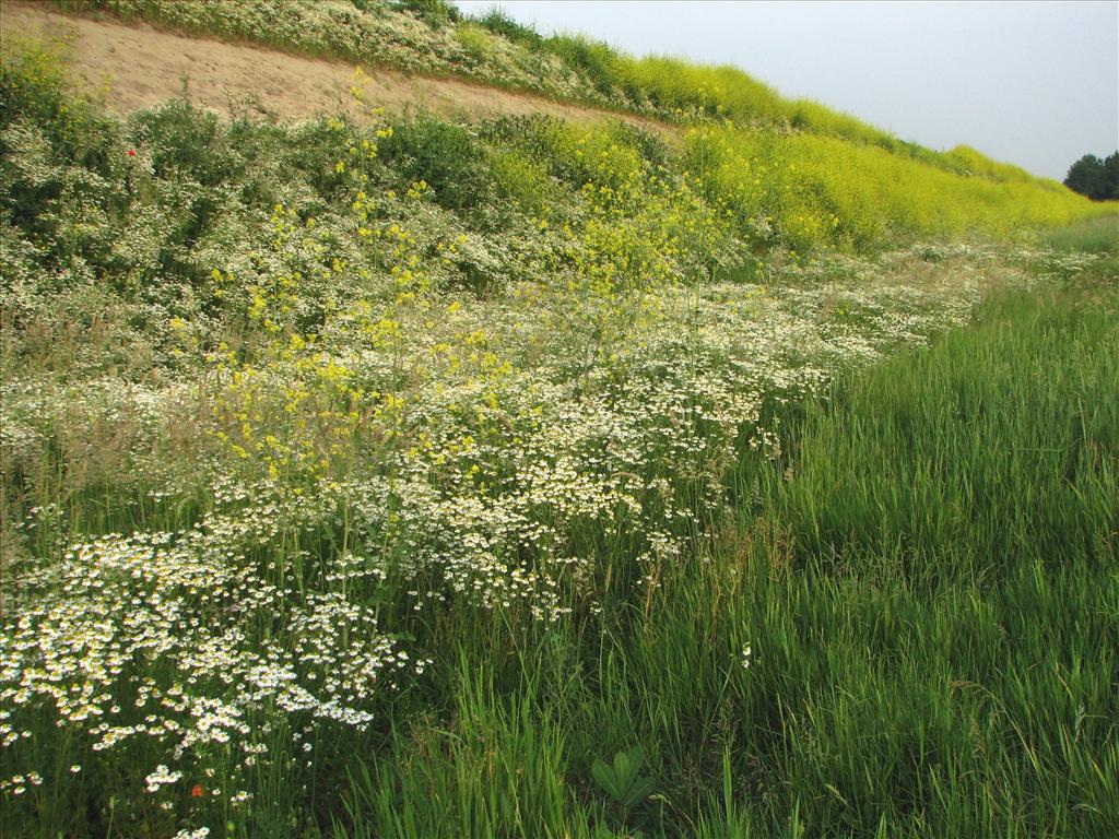 Matricaria chamomilla (door Bert Verbruggen)