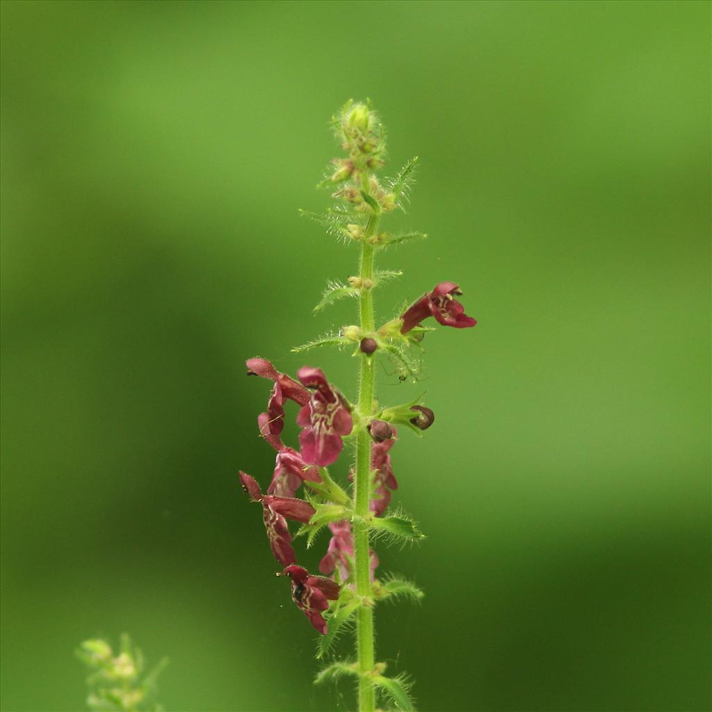 Stachys sylvatica (door Jan Katsman)