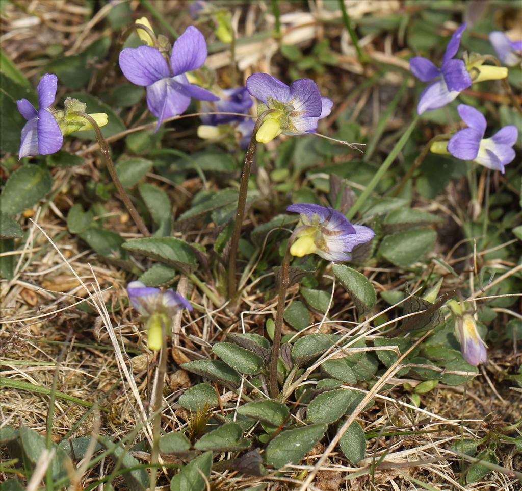 Viola canina (door Jan Katsman)