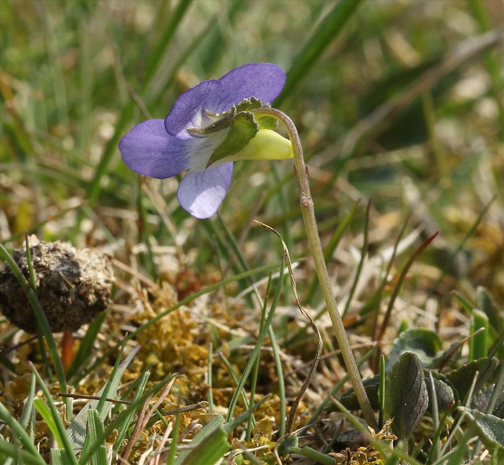 Viola canina (door Jan Katsman)