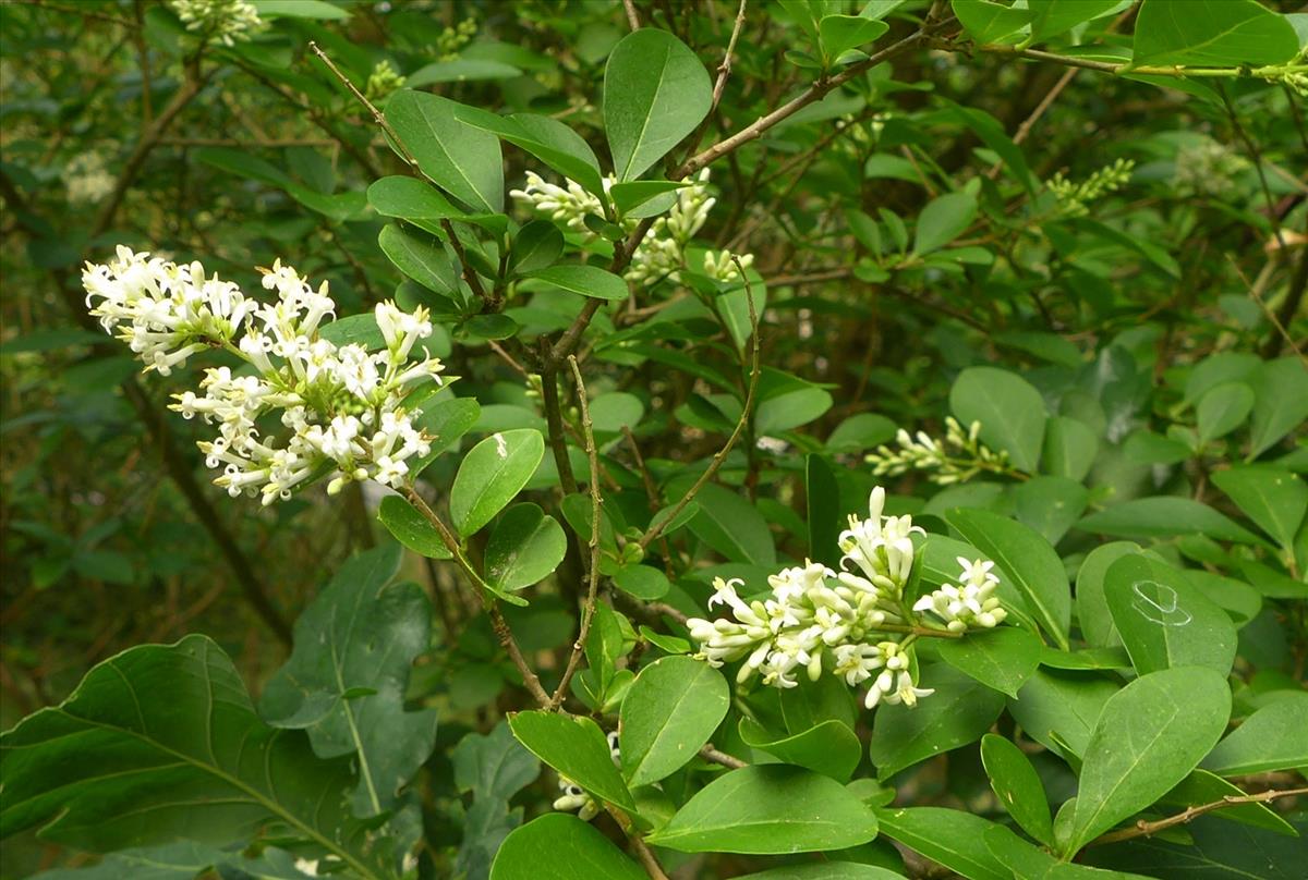 Ligustrum ovalifolium (door Jelle van Dijk)