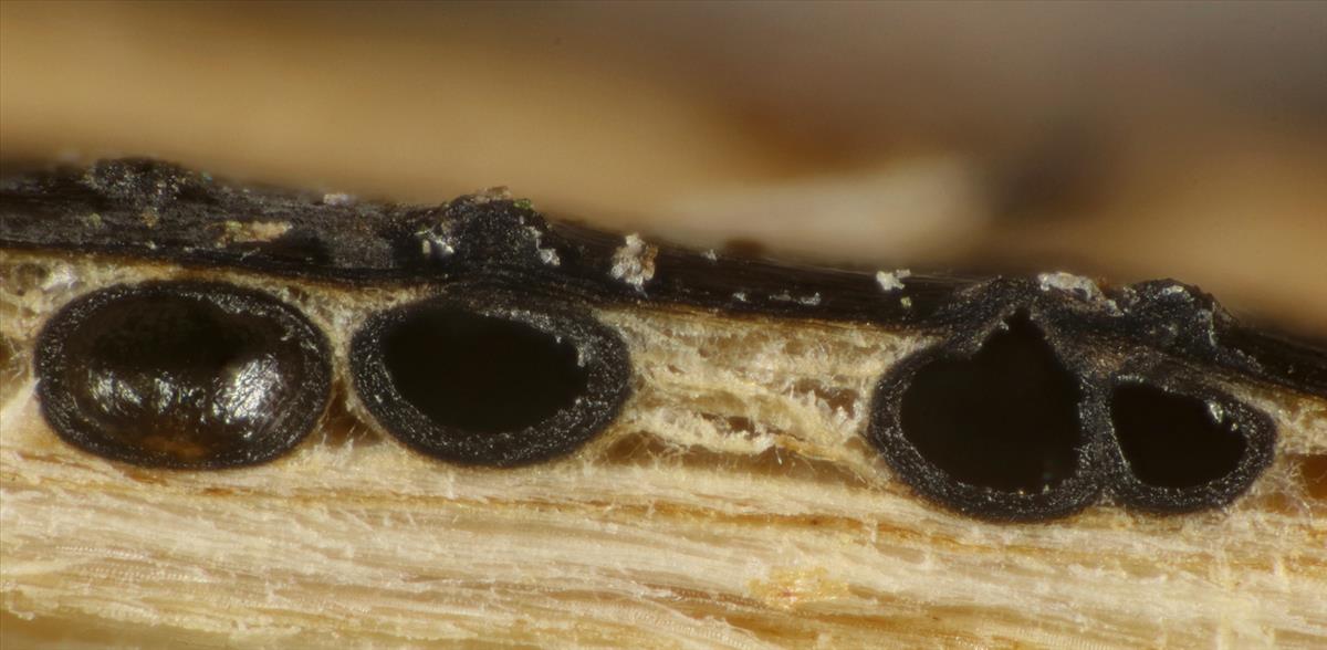 Anthostomella nitidula (door Björn Wergen)