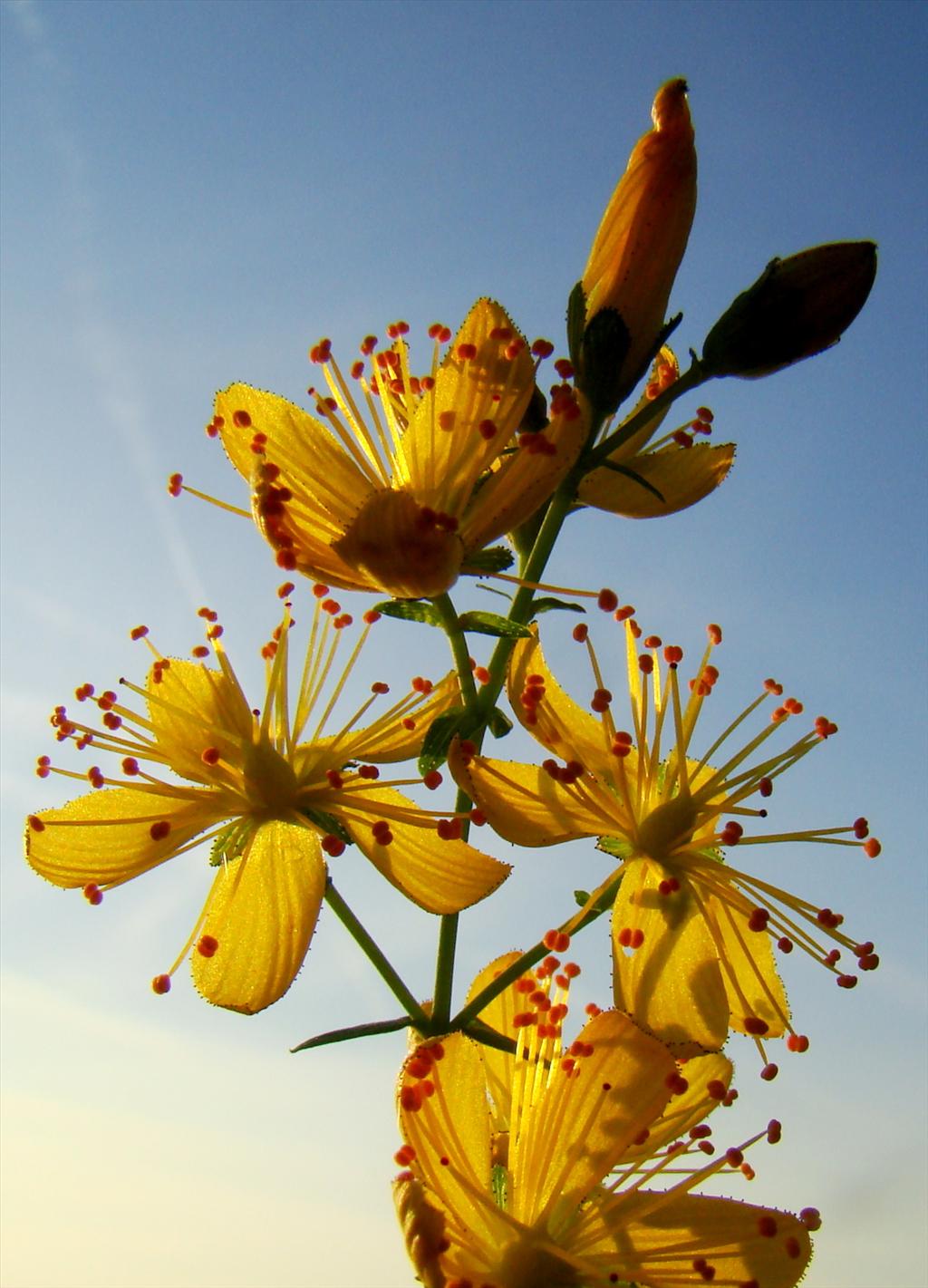 Hypericum pulchrum (door Joop Verburg)