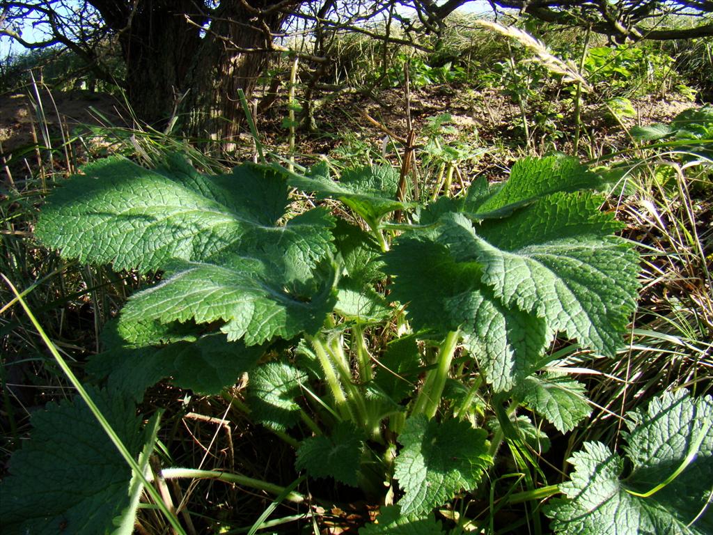 Scrophularia vernalis (door Joop Verburg)