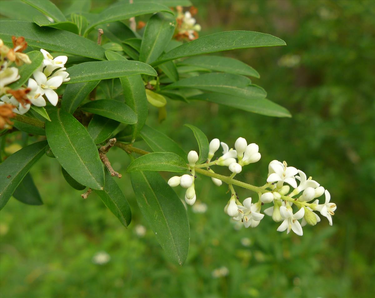 Ligustrum ovalifolium (door Jelle van Dijk)