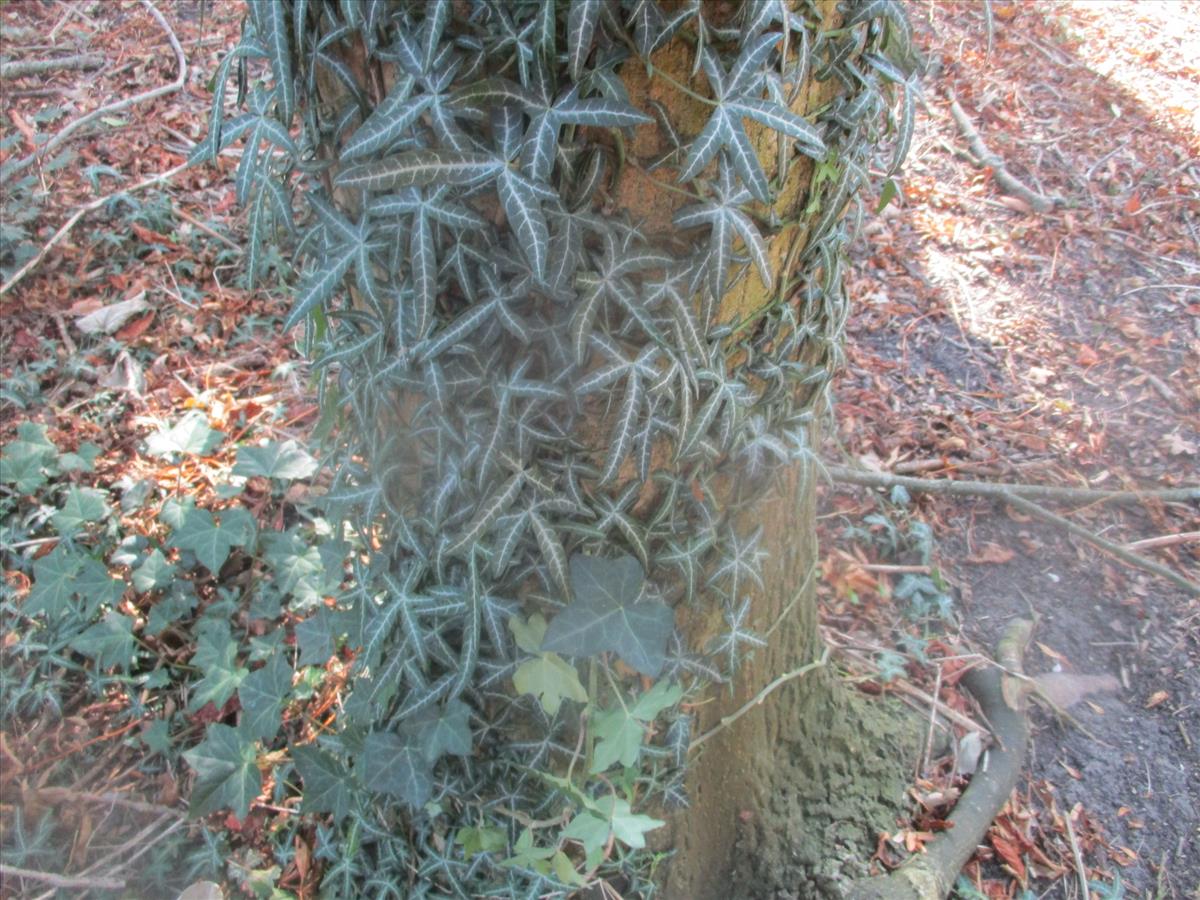 Hedera helix (door Toon Verrijdt)