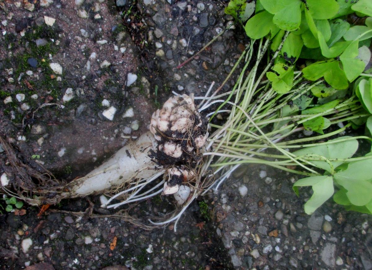 Oxalis debilis (door Toon Verrijdt)