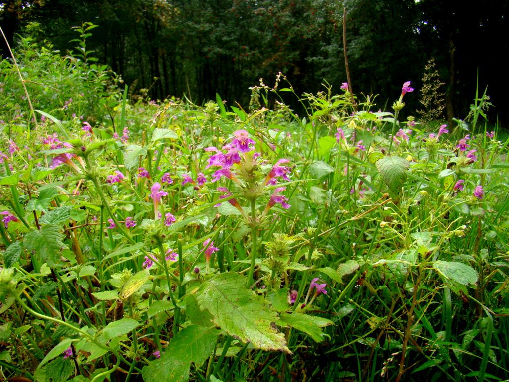 Galeopsis pubescens (door Joop Verburg)