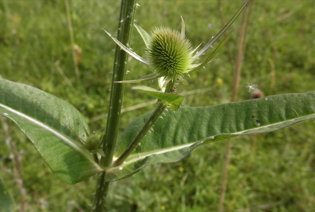 Dipsacus fullonum (door Bert Verbruggen)