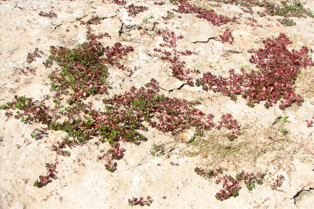 Lythrum portula (door Bert Verbruggen)