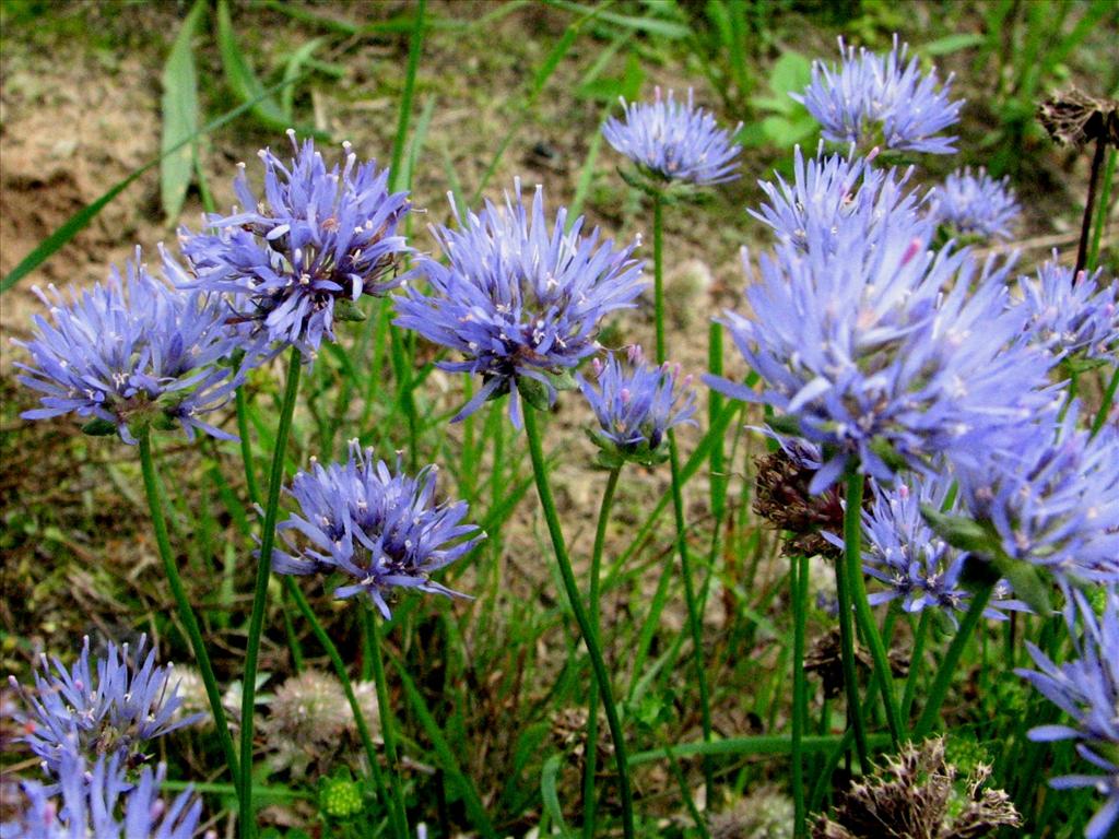 Jasione montana (door Bert Verbruggen)