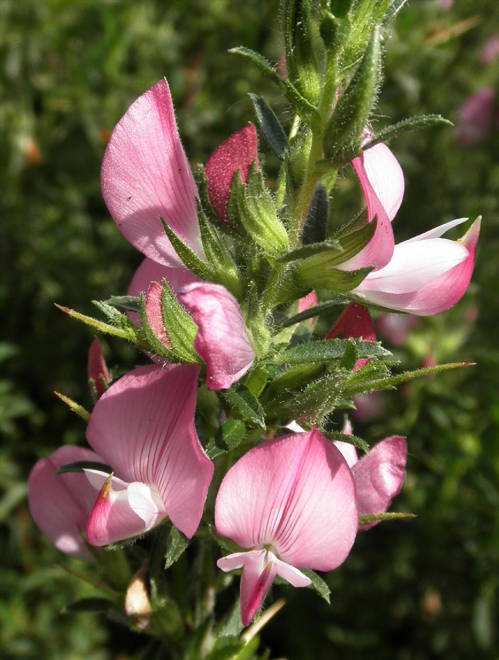 Ononis spinosa subsp. spinosa (door Bert Verbruggen)