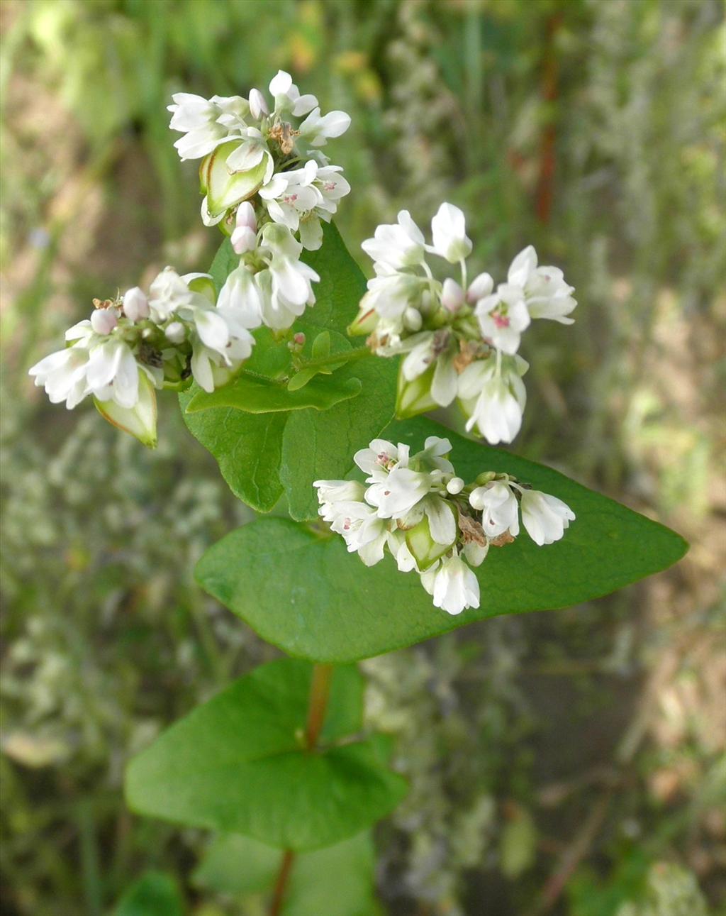 Fagopyrum esculentum (door Bert Verbruggen)