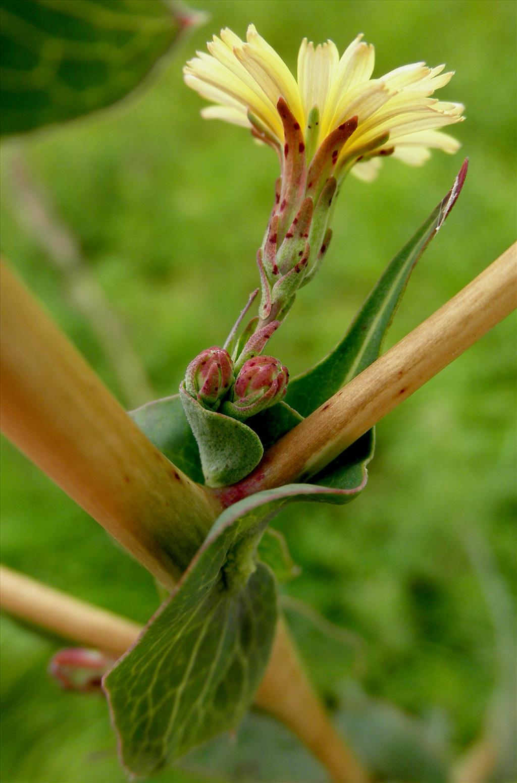 Lactuca serriola (door Bert Verbruggen)