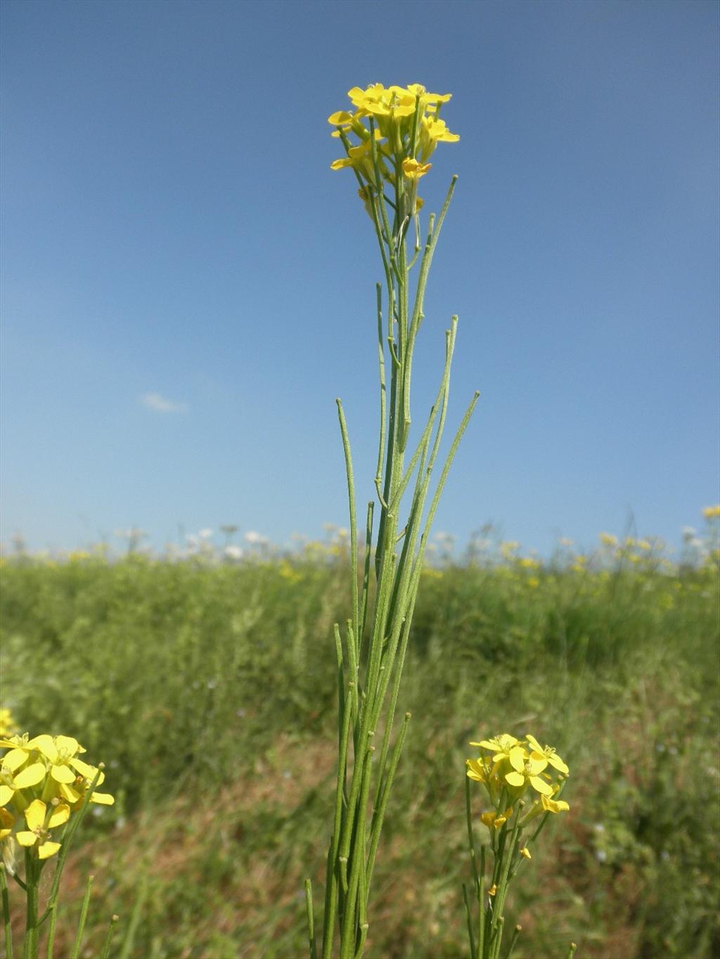 Erysimum virgatum (door Bert Verbruggen)