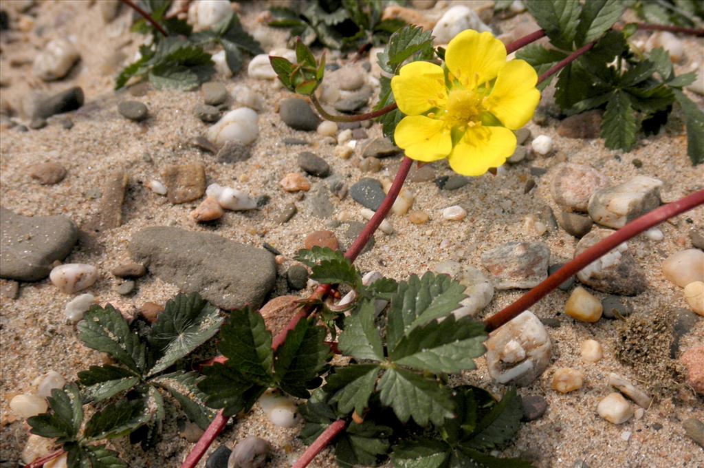 Potentilla reptans (door Bert Verbruggen)