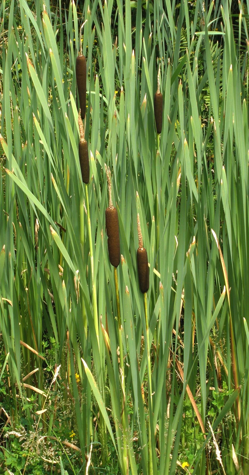 Typha latifolia (door Bert Verbruggen)