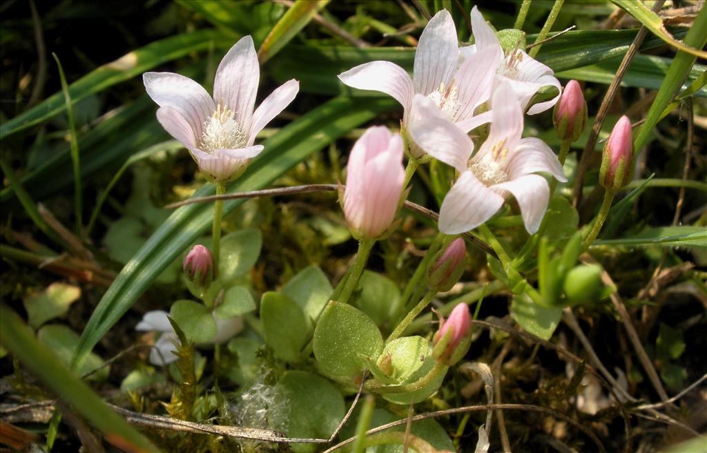 Anagallis tenella (door Bert Verbruggen)