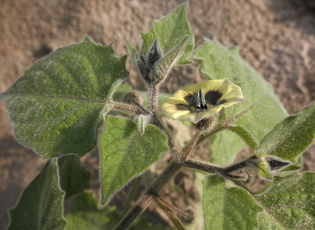 Physalis peruviana (door Bert Verbruggen)