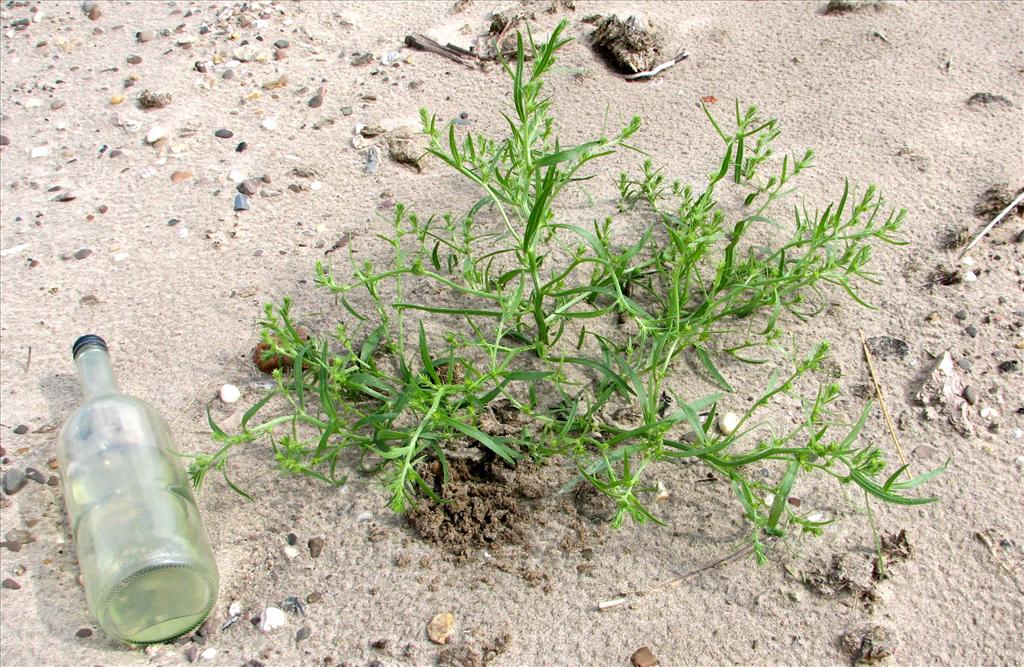 Corispermum pallasii (door Bert Verbruggen)