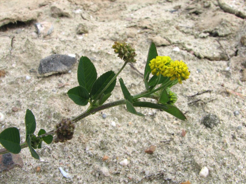 Medicago lupulina (door Bert Verbruggen)