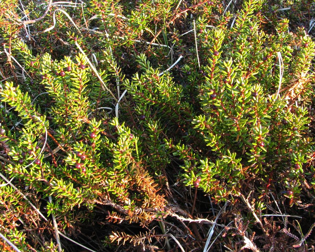 Empetrum nigrum (door Bert Verbruggen)