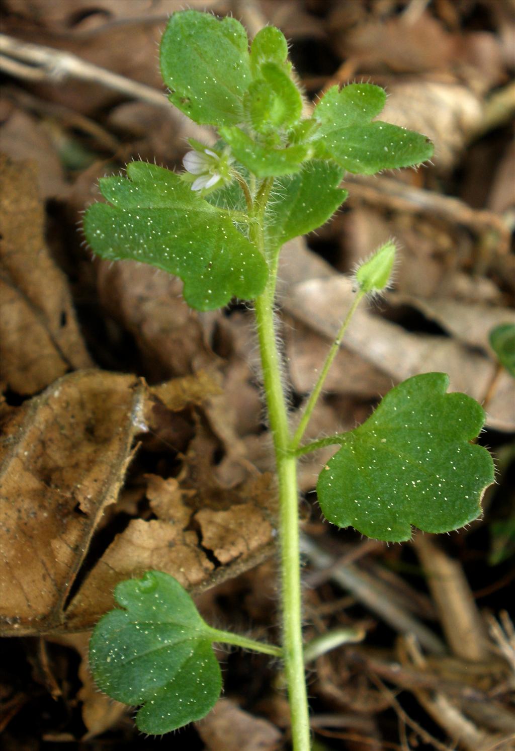 Veronica hederifolia (door Bert Verbruggen)