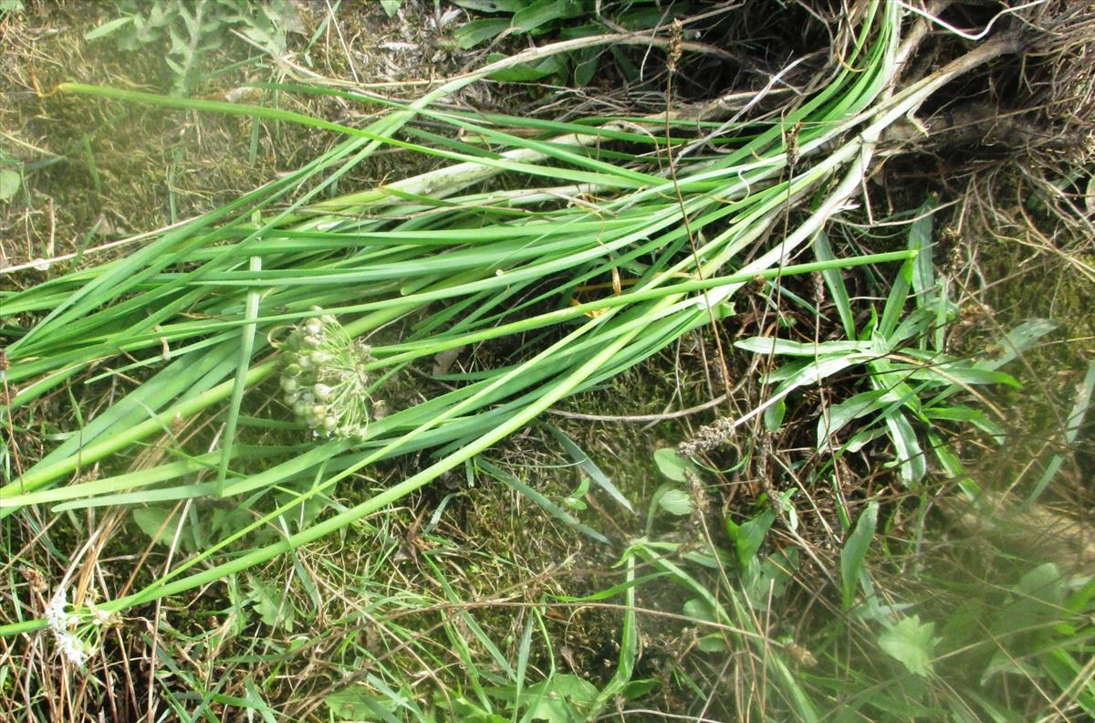 Allium ramosum (door Toon Verrijdt)