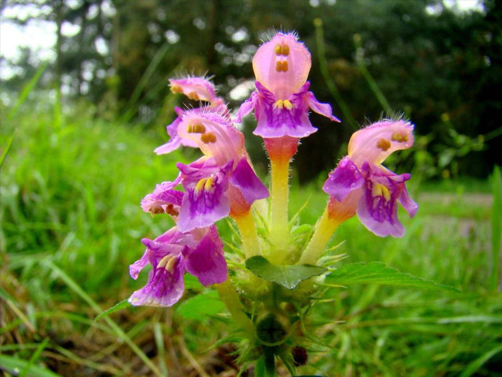 Galeopsis pubescens (door Joop Verburg)