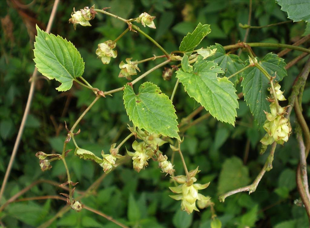 Humulus lupulus (door Bert Verbruggen)