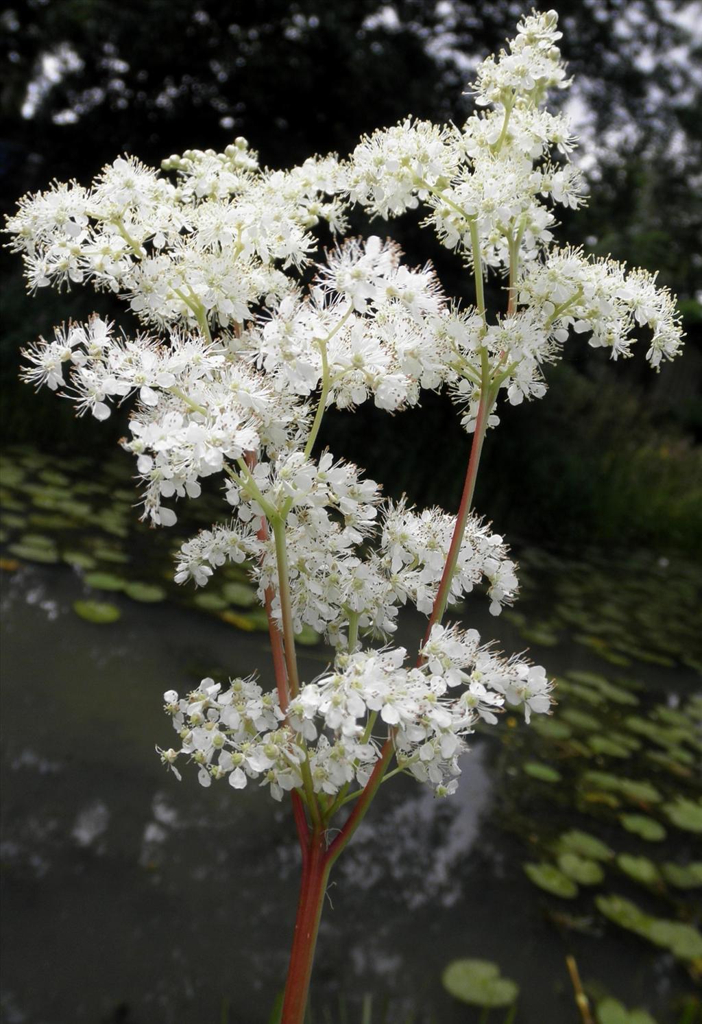 Filipendula ulmaria (door Bert Verbruggen)